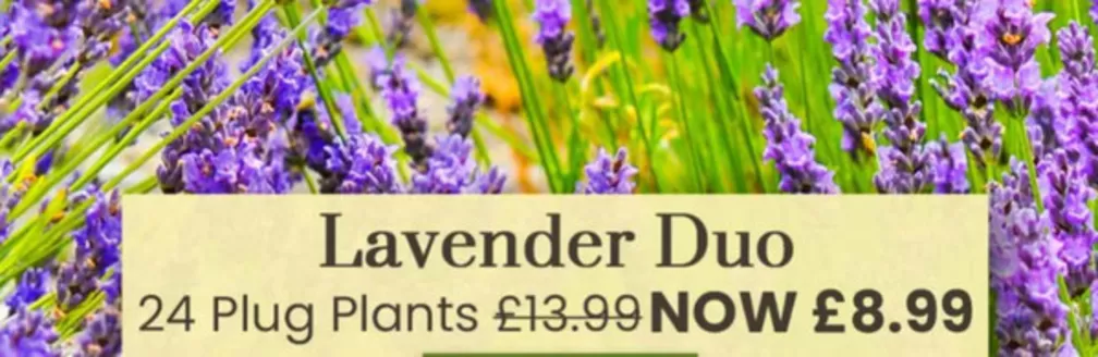 Dobbies Garden Centre catalogue in South Oxhey | Lavender Duo | 2026-04-07T00:00:00.000Z - 2026-04-29T00:00:00.000Z